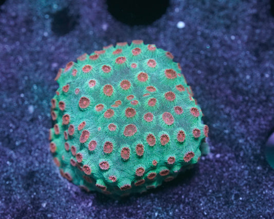 Alien Pox Cyphastrea