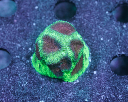 Christmas Favia Coral