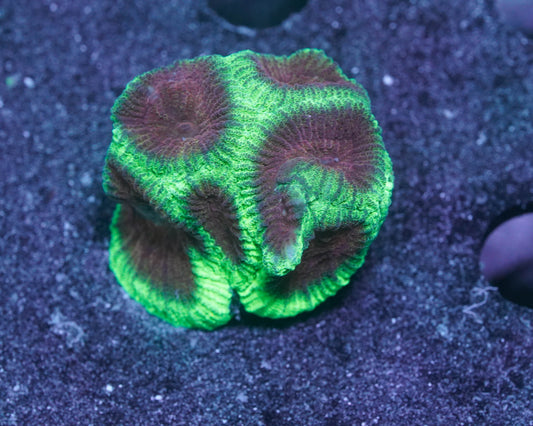 Christmas Favia Coral