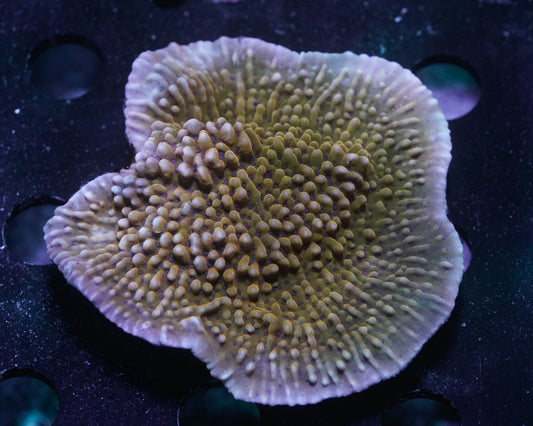 Nauti Spiral Montipora