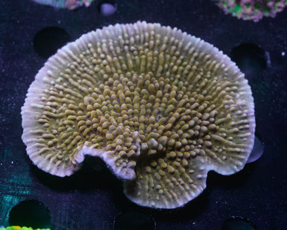 Nauti Spiral Montipora
