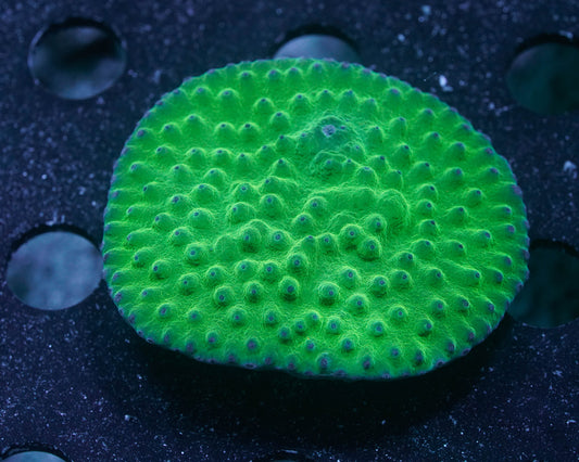 Green Pagoda Cup