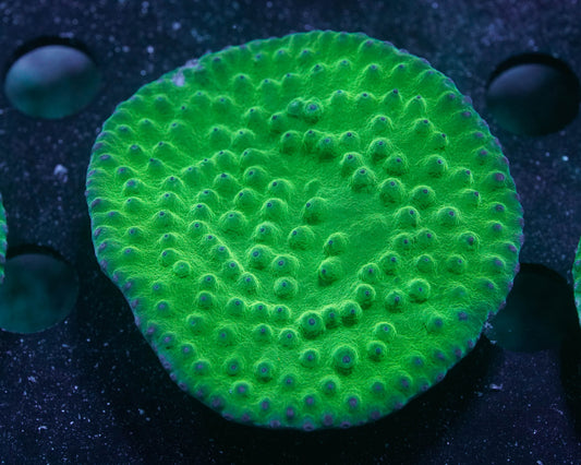 Green Pagoda Cup