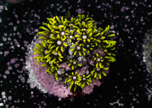 Green Star Polyp (GSP)