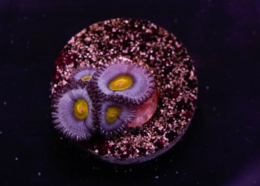 AIO Zoanthid Coral