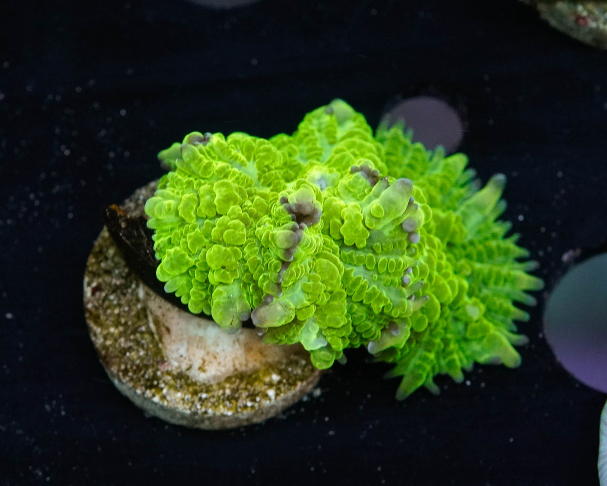Toxic Green Mushroom Coral