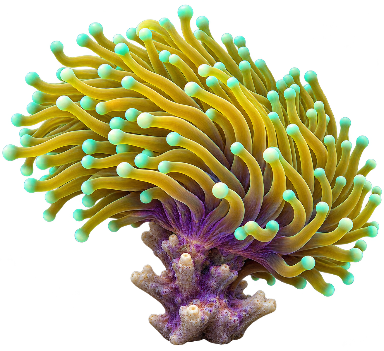 Golden torch coral
